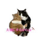 ウチのねこども2（個別スタンプ：1）