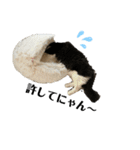 ウチのねこども2（個別スタンプ：2）