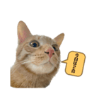 ウチのねこども2（個別スタンプ：3）