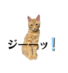 ウチのねこども2（個別スタンプ：4）