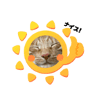 ウチのねこども2（個別スタンプ：5）