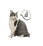 ウチのねこども2（個別スタンプ：6）