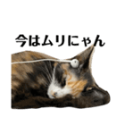 ウチのねこども2（個別スタンプ：7）