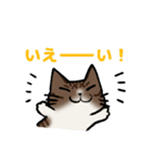 猫のぷくぽんスタンプ（個別スタンプ：20）