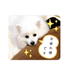 わんこスタンプ❤️スピッツ犬❤️レイ（個別スタンプ：1）
