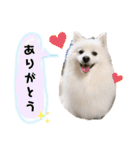 わんこスタンプ❤️スピッツ犬❤️レイ（個別スタンプ：2）