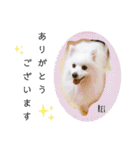 わんこスタンプ❤️スピッツ犬❤️レイ（個別スタンプ：4）
