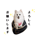 わんこスタンプ❤️スピッツ犬❤️レイ（個別スタンプ：5）