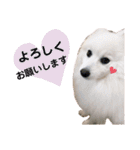 わんこスタンプ❤️スピッツ犬❤️レイ（個別スタンプ：6）