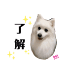 わんこスタンプ❤️スピッツ犬❤️レイ（個別スタンプ：7）