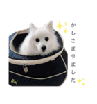 わんこスタンプ❤️スピッツ犬❤️レイ（個別スタンプ：8）