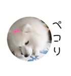 わんこスタンプ❤️スピッツ犬❤️レイ（個別スタンプ：9）