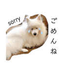 わんこスタンプ❤️スピッツ犬❤️レイ（個別スタンプ：10）