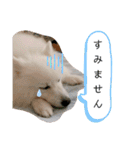 わんこスタンプ❤️スピッツ犬❤️レイ（個別スタンプ：11）