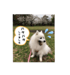 わんこスタンプ❤️スピッツ犬❤️レイ（個別スタンプ：12）