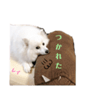 わんこスタンプ❤️スピッツ犬❤️レイ（個別スタンプ：14）