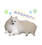 わんこスタンプ❤️スピッツ犬❤️レイ（個別スタンプ：16）