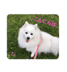 わんこスタンプ❤️スピッツ犬❤️レイ（個別スタンプ：18）