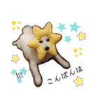 わんこスタンプ❤️スピッツ犬❤️レイ（個別スタンプ：19）