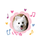 わんこスタンプ❤️スピッツ犬❤️レイ（個別スタンプ：20）
