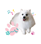 わんこスタンプ❤️スピッツ犬❤️レイ（個別スタンプ：21）