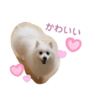 わんこスタンプ❤️スピッツ犬❤️レイ（個別スタンプ：22）