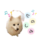わんこスタンプ❤️スピッツ犬❤️レイ（個別スタンプ：23）