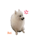 わんこスタンプ❤️スピッツ犬❤️レイ（個別スタンプ：24）