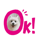 わんこスタンプ❤️スピッツ犬❤️レイ（個別スタンプ：25）