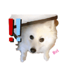 わんこスタンプ❤️スピッツ犬❤️レイ（個別スタンプ：27）