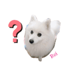 わんこスタンプ❤️スピッツ犬❤️レイ（個別スタンプ：28）