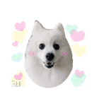 わんこスタンプ❤️スピッツ犬❤️レイ（個別スタンプ：29）