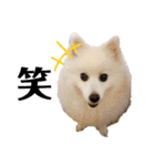 わんこスタンプ❤️スピッツ犬❤️レイ（個別スタンプ：30）