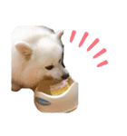 わんこスタンプ❤️スピッツ犬❤️レイ（個別スタンプ：31）