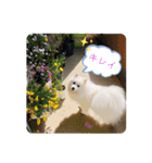 わんこスタンプ❤️スピッツ犬❤️レイ（個別スタンプ：32）