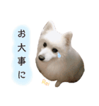 わんこスタンプ❤️スピッツ犬❤️レイ（個別スタンプ：33）