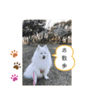 わんこスタンプ❤️スピッツ犬❤️レイ（個別スタンプ：35）