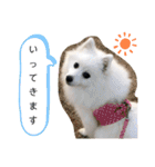 わんこスタンプ❤️スピッツ犬❤️レイ（個別スタンプ：36）