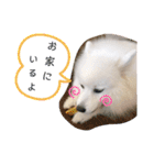 わんこスタンプ❤️スピッツ犬❤️レイ（個別スタンプ：37）