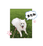 わんこスタンプ❤️スピッツ犬❤️レイ（個別スタンプ：38）