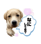 ラブラドールKuu（個別スタンプ：3）