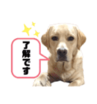 ラブラドールKuu（個別スタンプ：14）