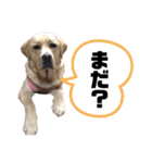 ラブラドールKuu（個別スタンプ：20）