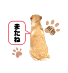 ラブラドールKuu（個別スタンプ：40）