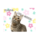 動物愛護団体NYANS〜かわいい仲間達〜（個別スタンプ：1）
