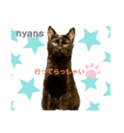 動物愛護団体NYANS〜かわいい仲間達〜（個別スタンプ：2）