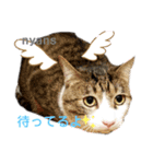 動物愛護団体NYANS〜かわいい仲間達〜（個別スタンプ：4）