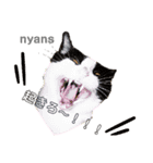 動物愛護団体NYANS〜かわいい仲間達〜（個別スタンプ：6）