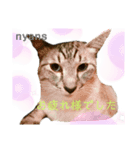 動物愛護団体NYANS〜かわいい仲間達〜（個別スタンプ：7）
