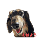 チョコさん、ジョルノ、ゆずの日常 その1（個別スタンプ：1）